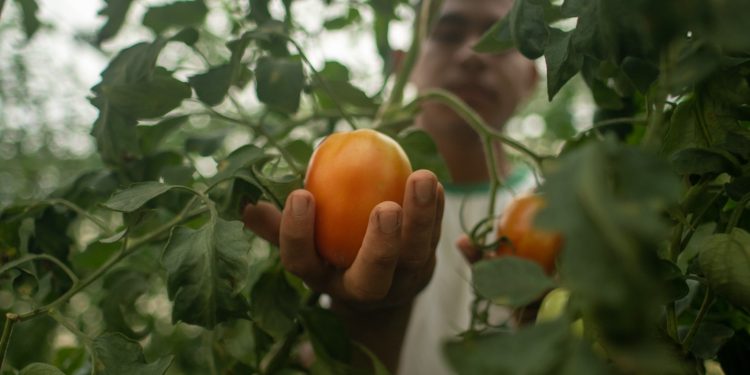 Edital que vai investir R$ 2 milhões em negócios indígenas inovadores tem inscrições prorrogadas