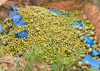 Por risco de praga, 4,5 toneladas de frutos são descartadas