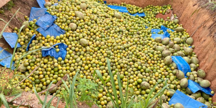 Por risco de praga, 4,5 toneladas de frutos são descartadas