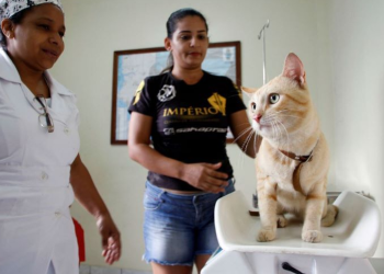 Manaus abre agendamento para castração de cães e gatos no CCZ