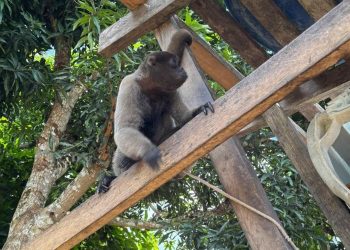 Operação resgata seis macacos de chácara usada como cativeiro no Amazonas