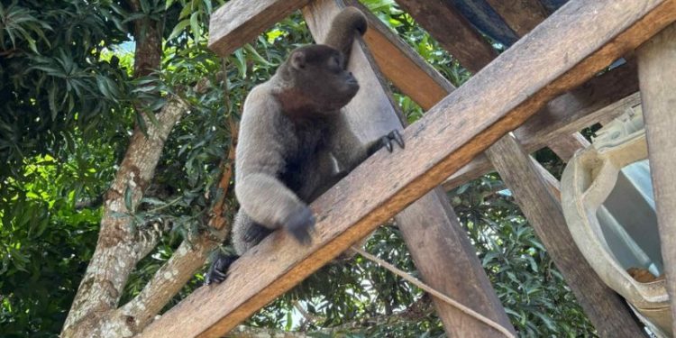 Operação resgata seis macacos de chácara usada como cativeiro no Amazonas