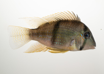 Pesquisa revela sumiço de peixes após construção de hidrelétricas no rio Uatumã