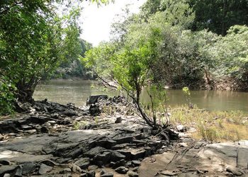 Governo lança edital para concessão da Flona do Jatuarana, no Amazonas