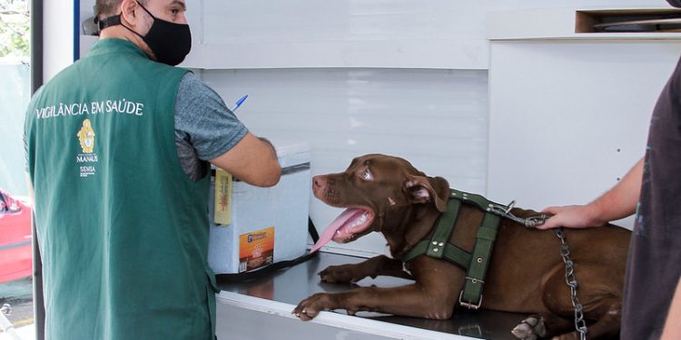 Serviço de castração de cães e gatos da prefeitura abre novos agendamentos na segunda-feira (3)