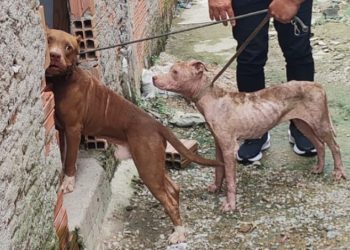 Polícia Civil prende homem por maus-tratos contra dois cachorros na zona norte de Manaus
