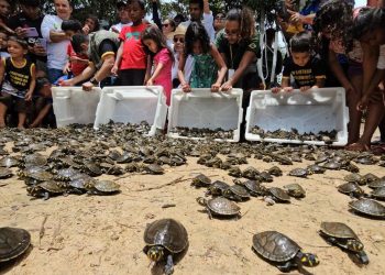 Projeto aumenta a população de quelônios na RDS Igapó-Açu, no Amazonas