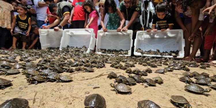 Projeto aumenta a população de quelônios na RDS Igapó-Açu, no Amazonas