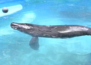 Ipaam transporta filhote de peixe-boi resgatado em Urucará para acolhimento no Inpa