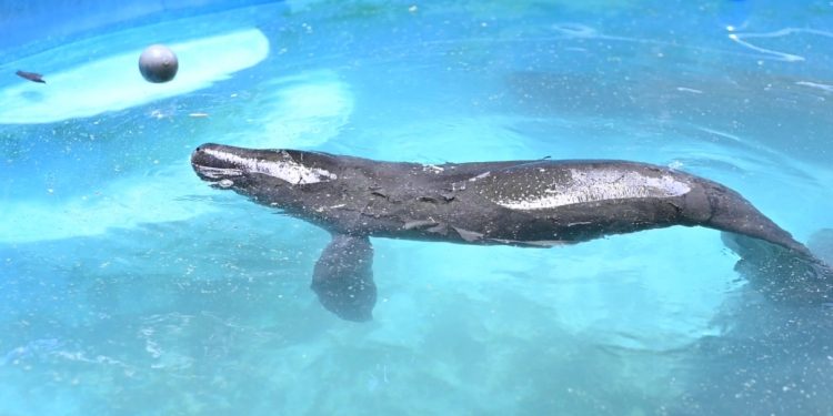 Ipaam transporta filhote de peixe-boi resgatado em Urucará para acolhimento no Inpa