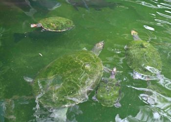 Homem é multado em R$ 140 mil por criar animais sob risco de extinção em Manaus