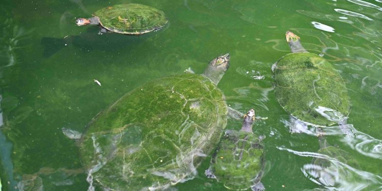 Homem é multado em R$ 140 mil por criar animais sob risco de extinção em Manaus