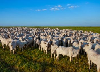 Amazonas tem aumento na produção de carne bovina, leite e ovos em 2024