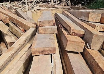 Madeireiras são multadas em R$ 1 milhão por crimes ambientais em Manacapuru