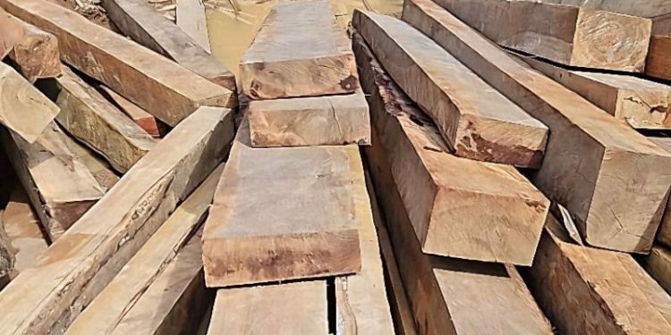 Madeireiras são multadas em R$ 1 milhão por crimes ambientais em Manacapuru