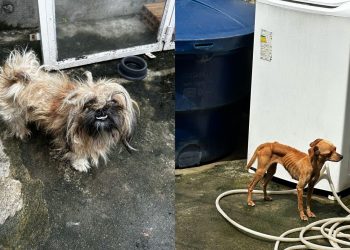 Polícia Civil prende mulher por maus-tratos a dois cães no bairro Nova Cidade