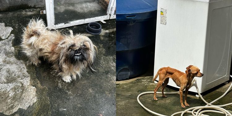 Polícia Civil prende mulher por maus-tratos a dois cães no bairro Nova Cidade