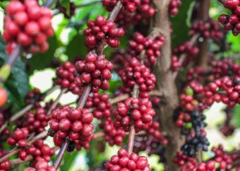 Produção de café no Amazonas deve atingir a marca de 2,2 mil toneladas em 2025