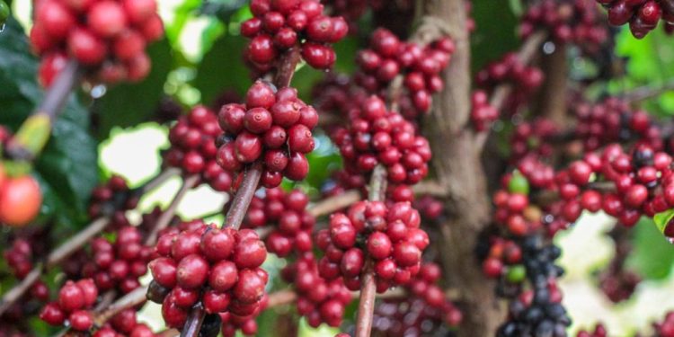 Produção de café no Amazonas deve atingir a marca de 2,2 mil toneladas em 2025