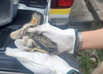 Ipaam resgata filhote de pássaro socó-boi encontrado em residência no bairro Cidade de Deus