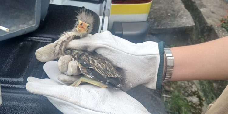 Ipaam resgata filhote de pássaro socó-boi encontrado em residência no bairro Cidade de Deus