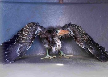 Ipaam resgata filhote de socó-boi e jiboia na zona Leste de Manaus