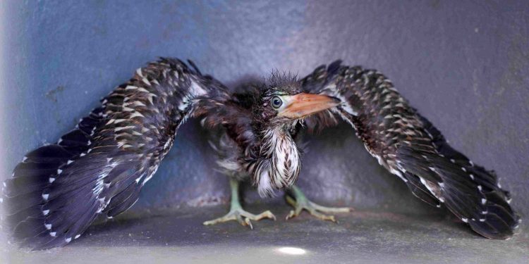 Ipaam resgata filhote de socó-boi e jiboia na zona Leste de Manaus