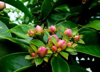 Anvisa proíbe suplementos alimentares com ora-pro-nóbis