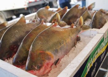 Vigilância alerta para os cuidados na compra e preparo do pescado na Semana Santa