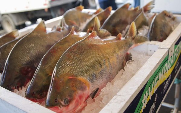 Vigilância alerta para os cuidados na compra e preparo do pescado na Semana Santa
