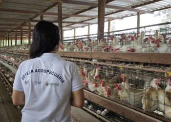 Influenza Aviária: Adaf emite orientações aos Responsáveis Técnicos de granjas do Amazonas