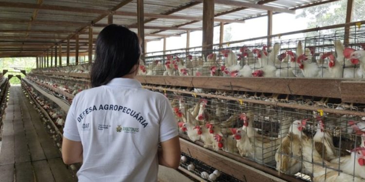 Influenza Aviária: Adaf emite orientações aos Responsáveis Técnicos de granjas do Amazonas