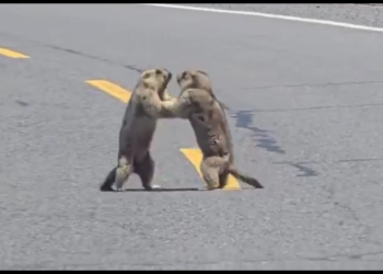 Vídeo: Briga de marmotas provoca engarrafamento em rodovia na China