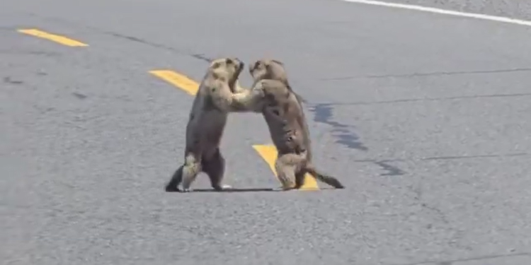 Vídeo: Briga de marmotas provoca engarrafamento em rodovia na China