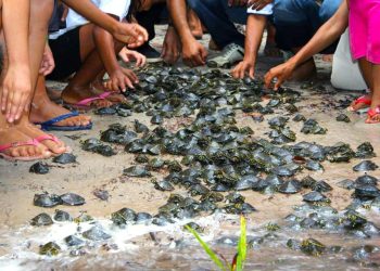 Ipaam autoriza transporte de quelônios criados em manejo comunitário para comercialização em Carauari