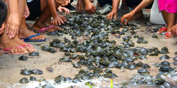 Ipaam autoriza transporte de quelônios criados em manejo comunitário para comercialização em Carauari