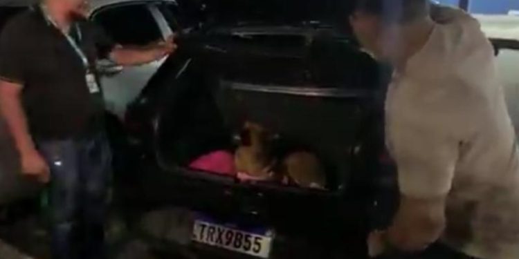 Veja vídeo: bandidos abandonam 28 kg de maconha e dois cachorros caramelo dentro de carro em Manaus