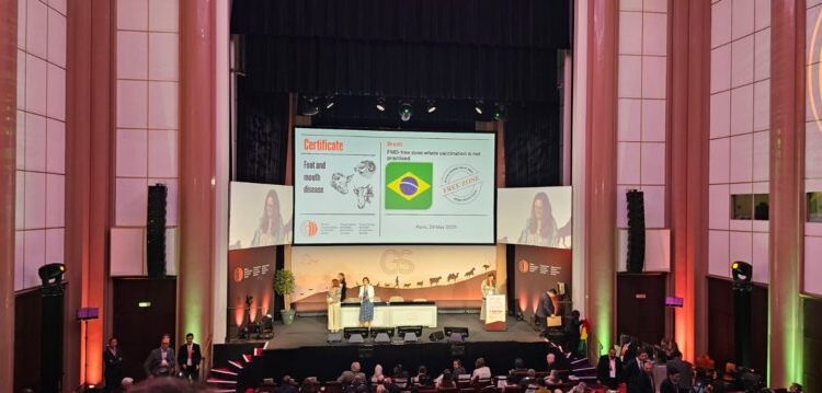 Amazonas obtém status internacional ‘livre de aftosa’ sem vacinação
