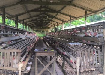 Granjas do Amazonas são notificadas por irregularidades ambientais