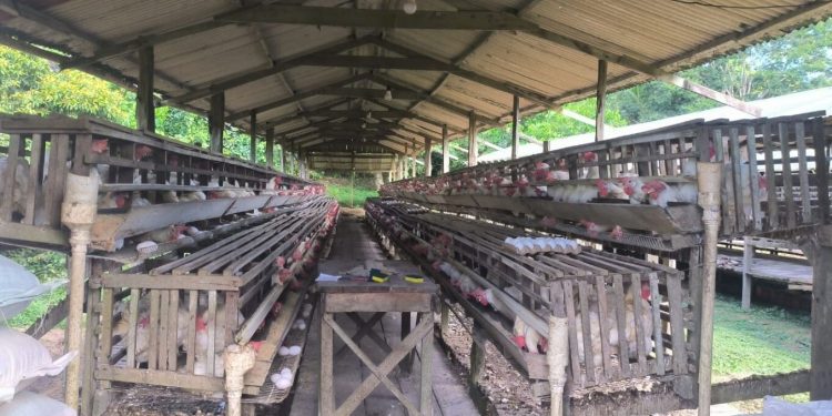 Granjas do Amazonas são notificadas por irregularidades ambientais