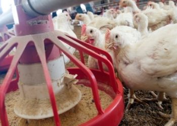 Ministério da Agricultura e Pecuária confirma caso de gripe aviária em município do RS