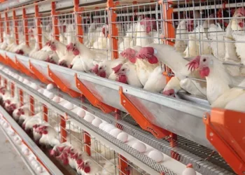 Quatro países reduzem restrição da importação de frangos do Brasil