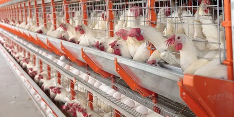 Quatro países reduzem restrição da importação de frangos do Brasil