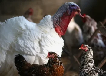 Entenda como o Brasil pode se declarar livre da gripe aviária em 28 dias