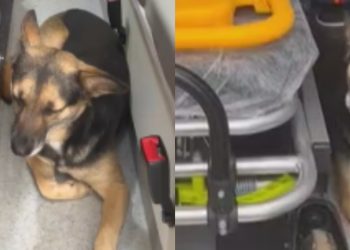 Cadela se recusa a abandonar tutor e invade ambulância no RS