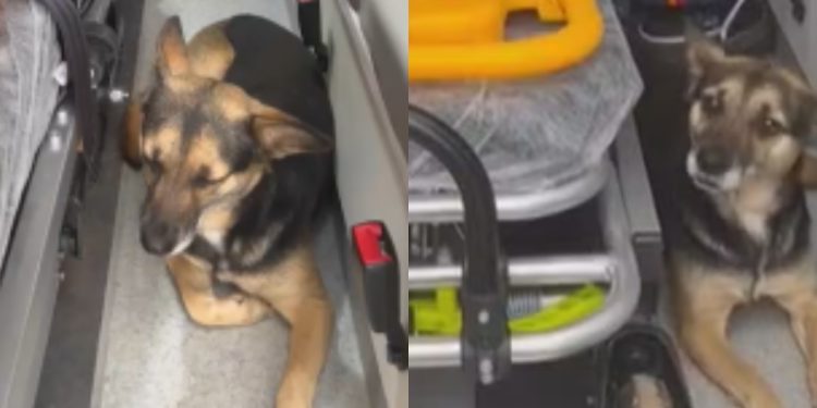Cadela se recusa a abandonar tutor e invade ambulância no RS