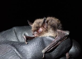 vacinação contra raiva dos herbívoros encerra no dia 15 de junho