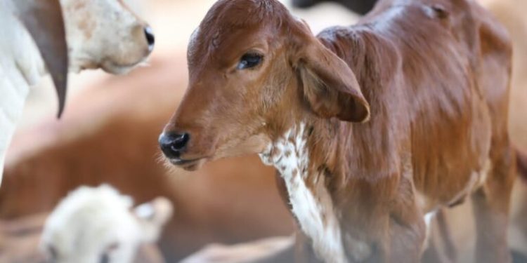 Campanha de vacinação contra a brucelose é prorrogada no AM