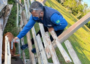 Adaf prorroga vacinação contra raiva dos herbívoros até 30 de setembro