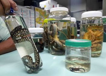 Operação Cheia 2025: FVS-RCP alerta para prevenção de acidentes por animais peçonhentos em áreas residenciais no Amazonas